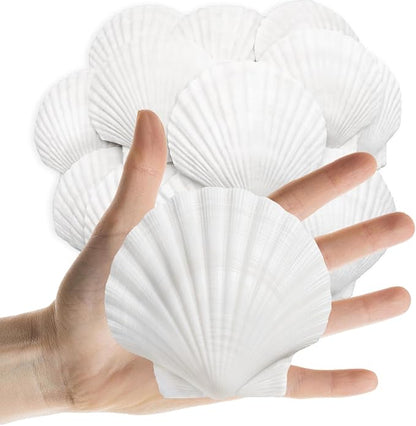 25PCS Sea Shells Scallop Shells Natural White Sea Shells for DIY Craft Crafting,Painting,Baking,Home Decor and Beaching Wedding Decoration (6-8CM) Seashells Bulk