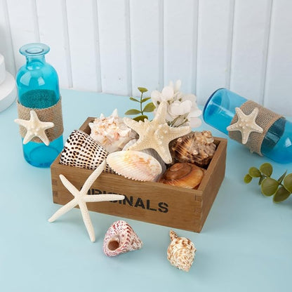 JQAQJU Sea Shells for Decorating 15PCS Large Seashells Starfish Conch for Beach Party,Vase Fillers, Table Scatters, Home Decor, DIY Crafts, Bathroom, Fish Tank Decorations