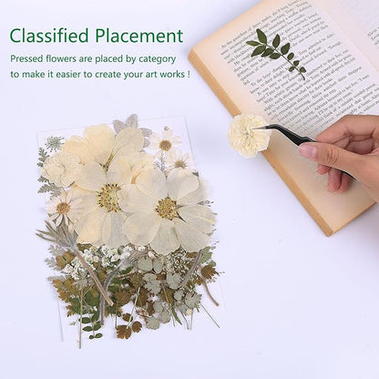 48PCS White Large Real Dried Pressed Flowers Leaves Natural Plant Herbarium for DIY Resin Mold Jewelry Making Craft (12 Styles)